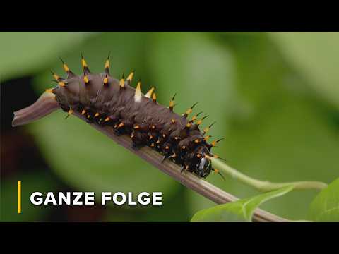 Die im Hinterhalt jagende Vogelspinne kennt keine Gnade | Geheimnisse des wilden Australien 106