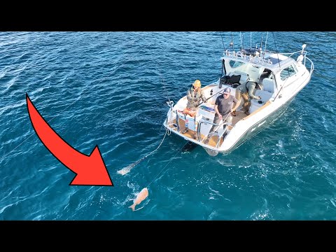 Big Snapper Hunt Onboard the 821 (Milan Lands a Show Stopper)