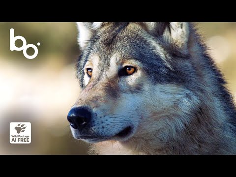 The Wolf Returns: Reclaiming the Alps | Apex Predators | Wild World | BOREALES