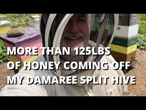 Over 125 lbs of honey coming off my damaree split hive