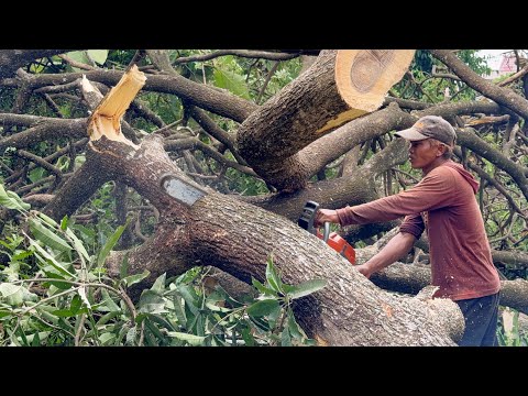 Top speed… Once start the trees are scattered‼️