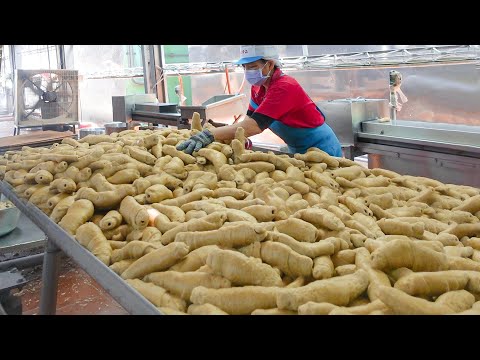 The Largest Dough! Seitan (Vital Wheat Gluten) Mass Production / 麵輪量產工廠 - Food Factory