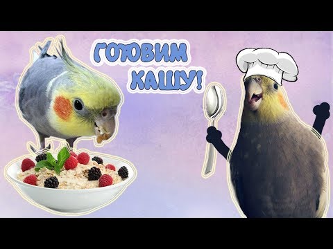 Как приготовить кашу для попугая?