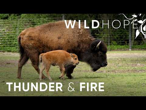 The Thunder of Bison Finally Returns to the Osage Prairie | WILD HOPE