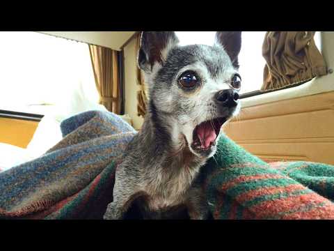 Смешные собаки до слёз 😂 Лучшая подборка приколов с собаками