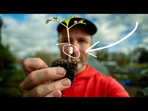 Tomato Grafting Demystified (and Why Anyone Can Do It)