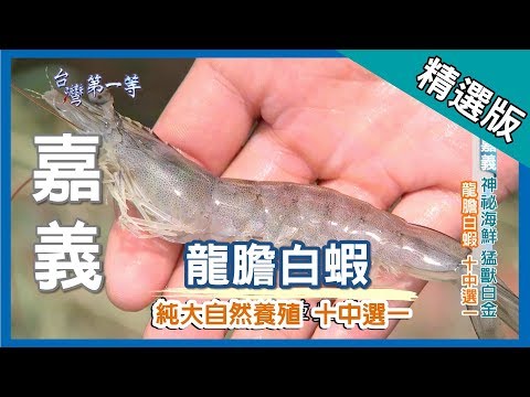 台灣第一等【水中老虎龍膽石斑 生態養殖法白蝦品質一流】嘉義 _精選版