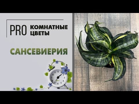 Sansevieria. Proper care for sansevieria: watering, repotting, soil, pots, and propagation.