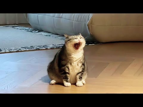 Cats That Made Everyone LAUGH! 😂 | Try Not To Laugh Cat Videos #44