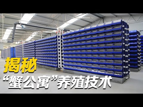 养蟹新法！揭秘“蟹公寓”养殖技术，想让螃蟹能多赚钱，养螃蟹的水是关键！|「智慧农业新时代」| 农业致富经