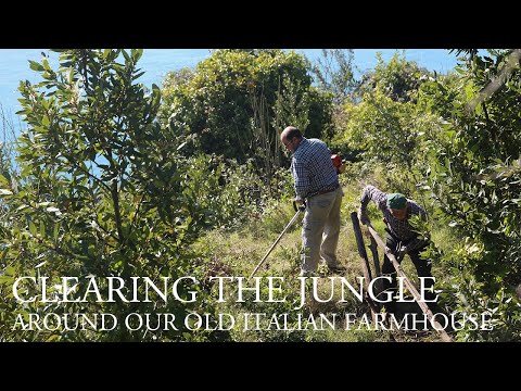 Clearing the jungle around our old Italian farmhouse (#7)