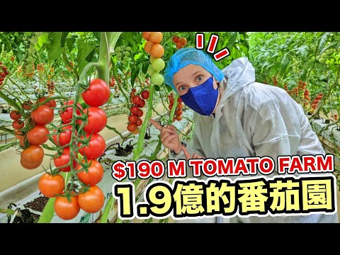 [ENG SUB] He Spent 190 Millions To Build Tomato Farm?!