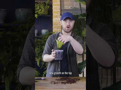 How to grow your own plants | House Beautiful