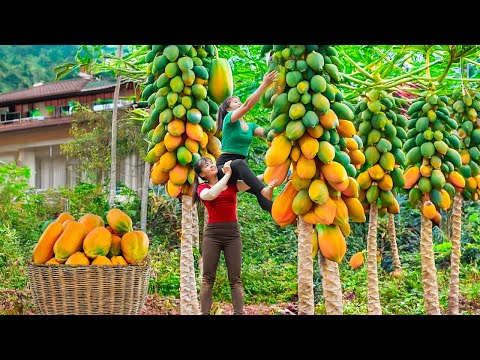 TIMELAPSE -- Harvest Giant Ripe Red Papayas, Transport Go to Market Sell - Cooking Papayas