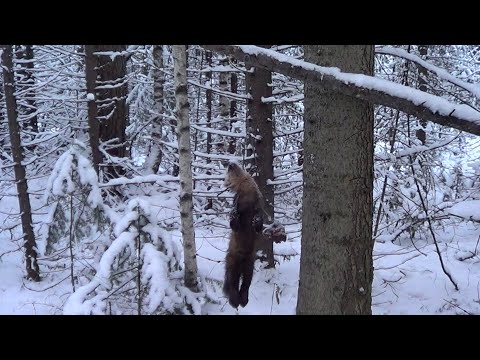 ЧУЖОЕ НЕ БЕРУ! Охота на Соболя и Куницу капканами. Сезон 22-23г