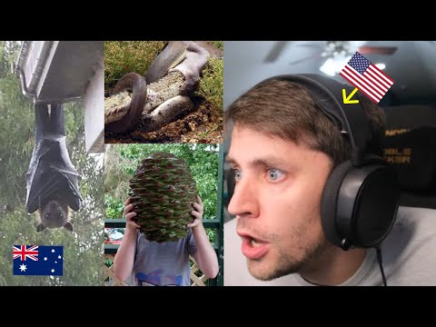 American reacts to photos that prove Australia is the land of "Nope!"