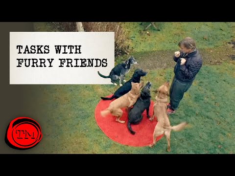 Tasks with FURRY FRIENDS! | Taskmaster