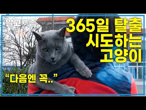 MZ세대 뉴빠삐용을 노린다! 365일 틈만 나면 탈출 시도하는 고양이 잡으러 다니는 바쁜 집사.. 한밤중 외출 요구에 잠 못 자고 새벽까지 이어지는 육묘│고양이를 부탁해│알고e즘