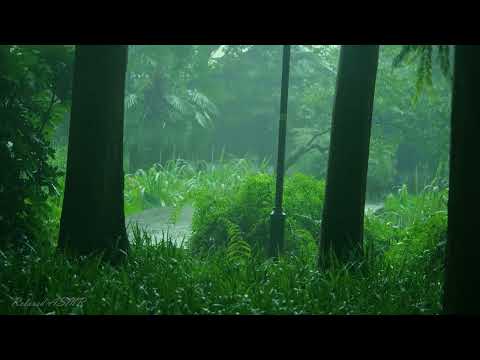 Rain in the forest path（2）, forest wooden house, sleep, relax, meditate, ASMR, Real Shot