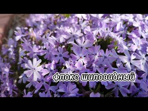 Начало мая. Яркие акценты в саду. Прогулка по саду.