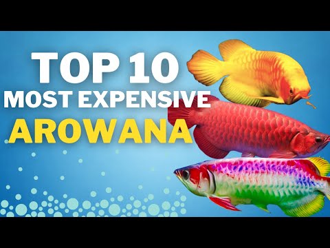 10 Expensive Arowana Fish You Will Ever See In Your Life