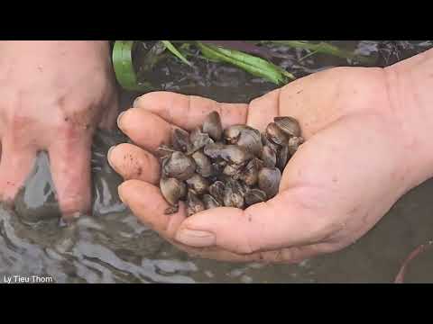Living in the forest: My child and I are scared when a strange shadow appears at night.