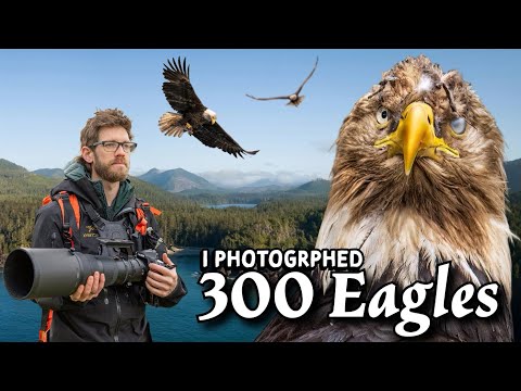 This was CRAZY - Sharing Camera Settings to photograph Birds in Flight - Nikon Z9