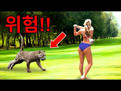 골프장에서 목격된 역대 가장 충격적인 동물 공격 10선