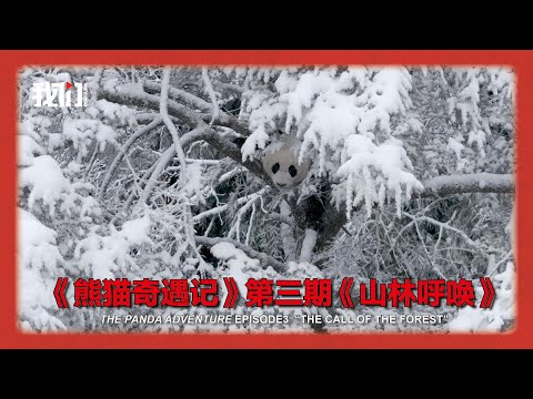 《熊猫奇遇记》第三期《山林呼唤》《The Panda Adventure》 Episode3  “The Call of the Forest”