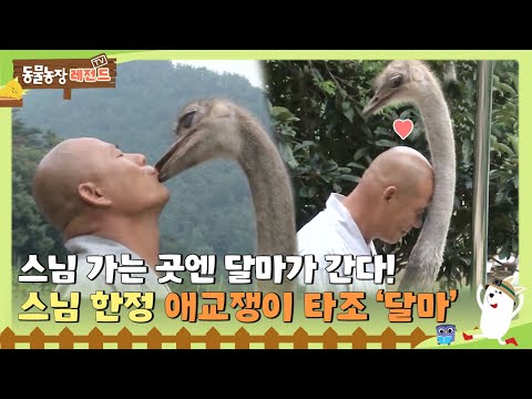 [TV 동물농장 레전드/SUB] 스님을 향한 열렬한 사랑 💕 스님 한정 애교쟁이 타조 ‘달마’  #TV동물농장 #AnimalFarm #SBSstory