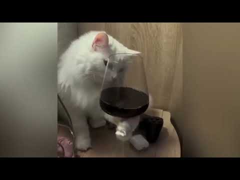 Tente não rir com esses animais mais engraçados