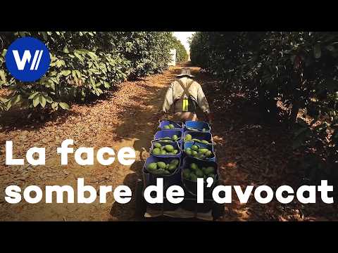 L'avocat, un fruit pas si saint : entre désastres écolo et crime organisé (documentaire complet)