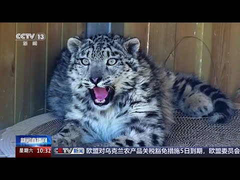 青海 雪豹“凌小蛰”康复日记 “凌小蛰”成网红 引发数万网友“追更”