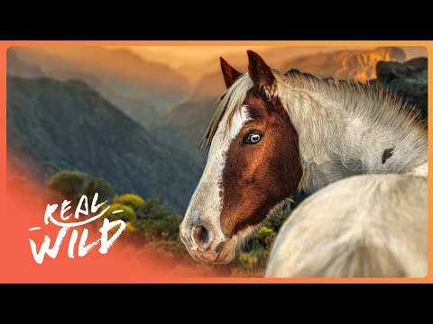 The Most Ancient Horse That Still Exists Today | 4K