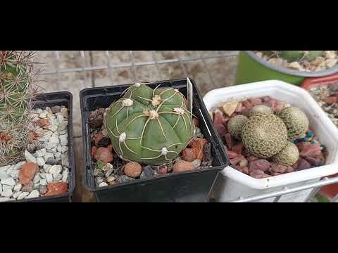 Гимнокалициумы. Виды. Уход.