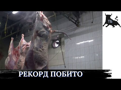 №30. Здача биків на бійню. Результат за 305 днів роботи.