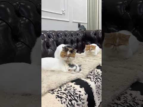 Funniest cats and dogs videos of the week try not to laugh😂 #cats #dogs #funnypets #funnyvideos