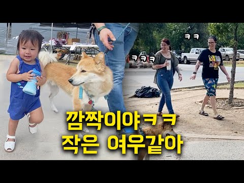 아기와 같이 산책나온 진돗개를 보고 깜짝 놀라는 미국인들 ㅋㅋ