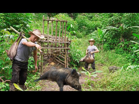 Many wild boars fell into the trap after 30 days of waiting - Living Alone Off Grid