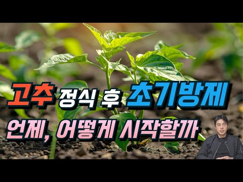 고추 초기방제 딱 이렇게만 하세요. #친환경살충제 #친환경살균제