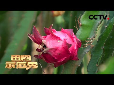 火龙果遭遇烂根窘境？看专家如何巧用纸杯让火龙果“火”起来？| CCTV「田间示范秀」20210503