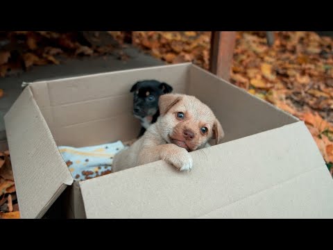 Helping Tiny Abandoned Puppies Overcome Fear of Human 