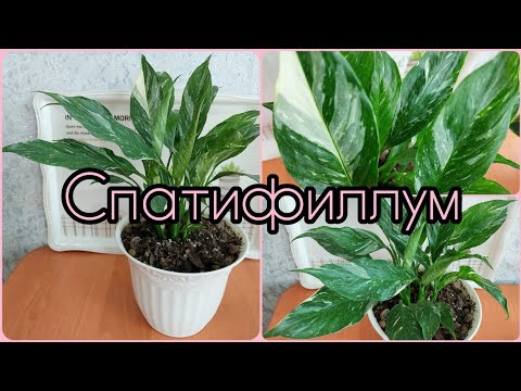 Продолжение🌸Тот самый, разрезанный пополам #СПАТИФИЛЛУМ 🍀 #ответы на #комментарии 🌸 #женскоесчастье