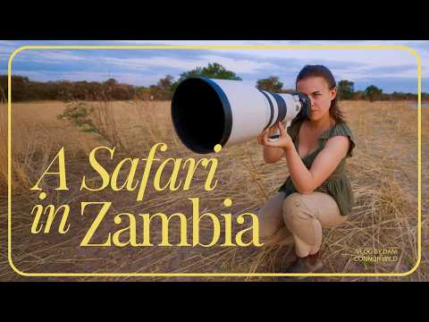 This Wasn’t the Safari I Expected…