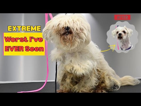 The Most Matted Dog I've Ever Seen...This Took HOURS but the Result Is Shocking