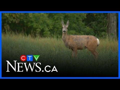 Southern Sask. ranchers report drop in deer numbers