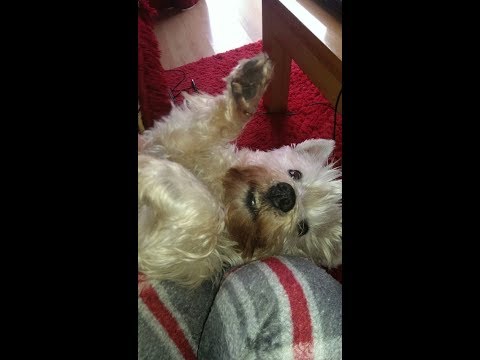 Crazy WESTIE Clean His Face After Shower