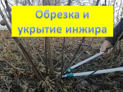 Обрезаю и укрываю ИНЖИР на зиму.