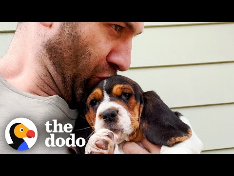 Tiny Basset Hound Puppy Gets Adopted And Meets Her New Pack | The Dodo