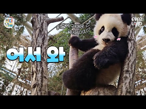 The daily life of Lui Hui, who wants to tuck under arm and head home